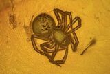 Fossil Ant (Formicidae) & Two Spiders (Aranea) In Baltic Amber #72222-3